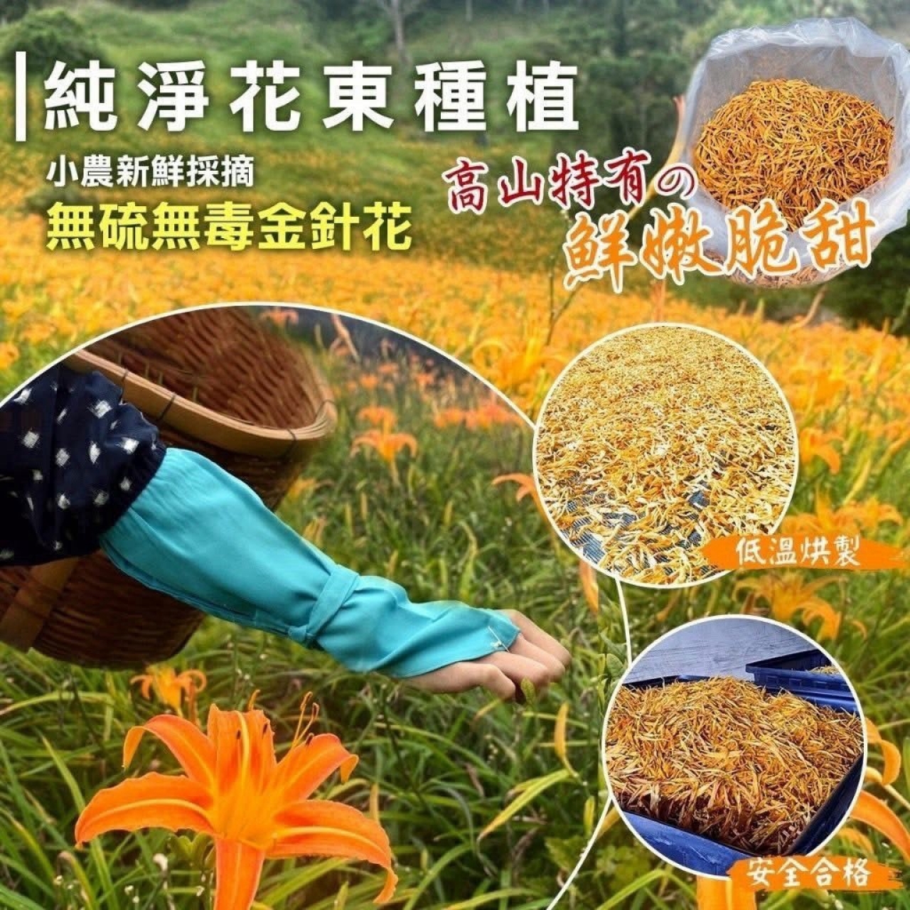 花蓮六十石山 高山金針花乾 — 圖 3